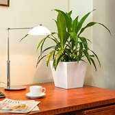 desk plants